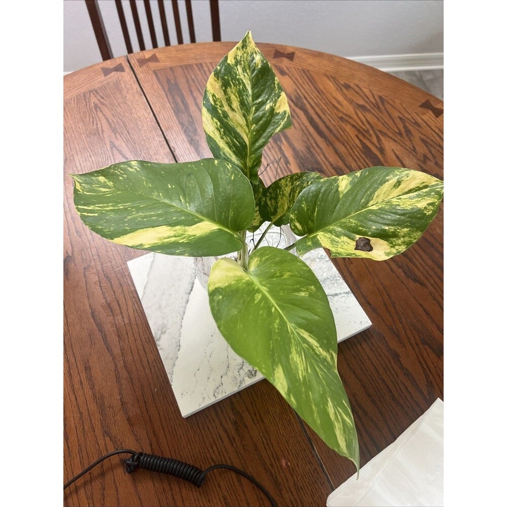 Variegated Golden Pothos Cuttings 8 Leaves Similar Plant